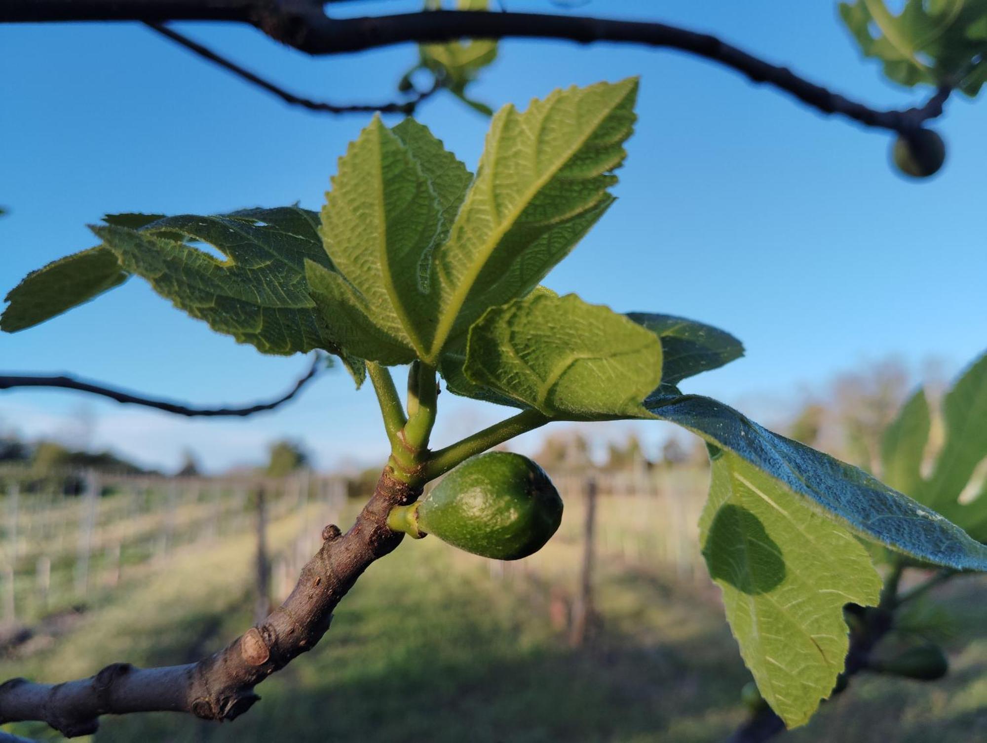 Gite L'Edenwine Doulezon Екстер'єр фото